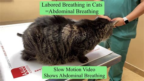 labored breathing in cats