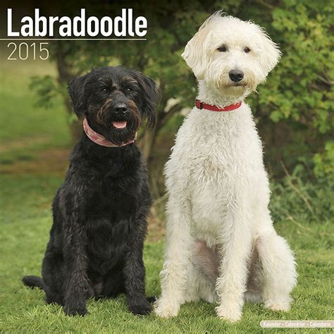 labradoodle calendar only dog breed labradoodle calendar 2015 wall calendars dog calendars monthly wall Doc