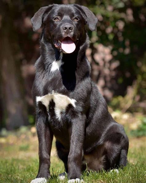 labrador and australian shepherd mix