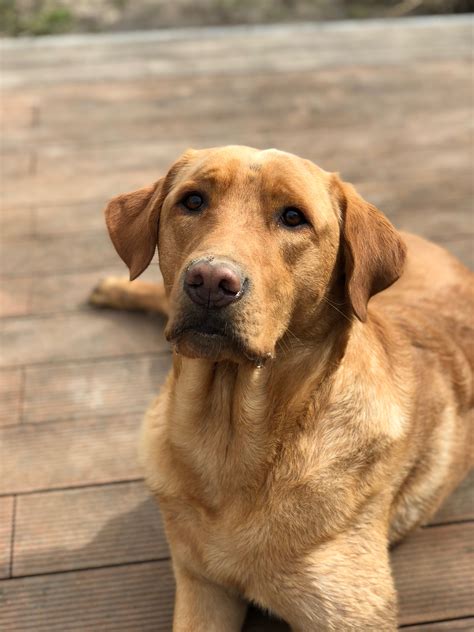 labrador golden retriever mix