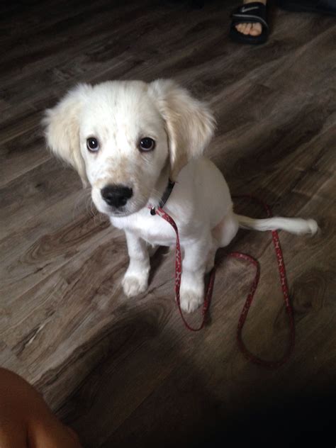 labrador mixed with cocker spaniel