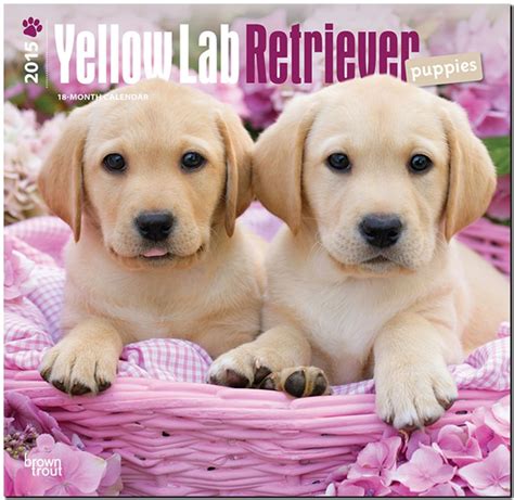 labrador retriever puppies calendar multilingual edition Epub