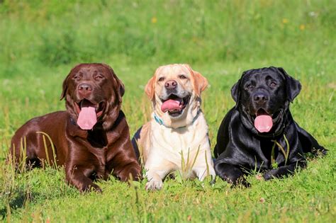 labrador retriever ultimate discipline retrievers Doc