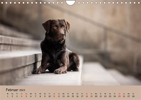 labrador retriever wandkalender kalenderbl ttern monatskalender Kindle Editon