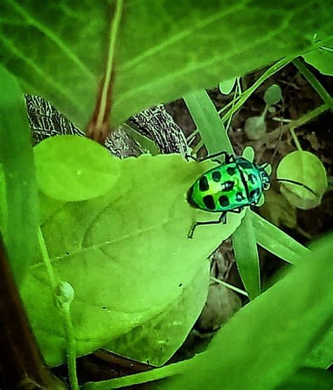 ladybug green