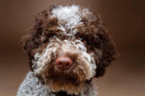 lagotto romagnolo price