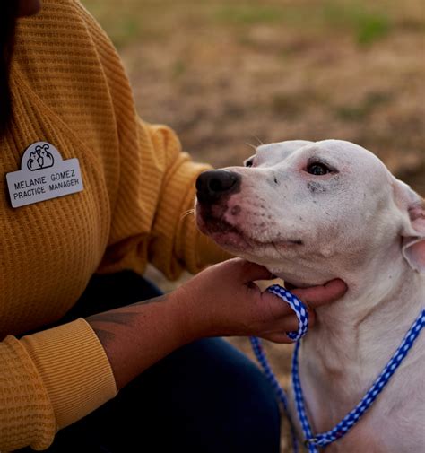 lake area animal hospital