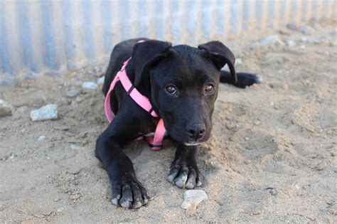 lancaster ca animal shelter