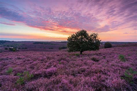 landschap mert roze hoed Kindle Editon