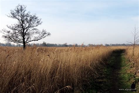 langs ruischend riet naar wijde wateren PDF