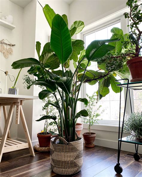 large in house plants