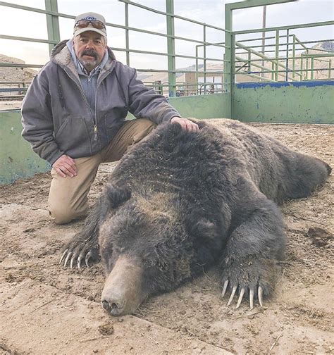 largest grizzly bear on record