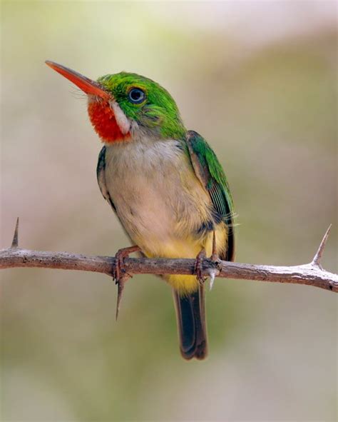 las aves de puerto rico Epub