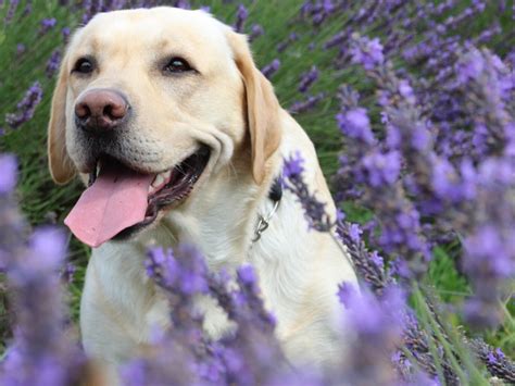 lavender for dogs