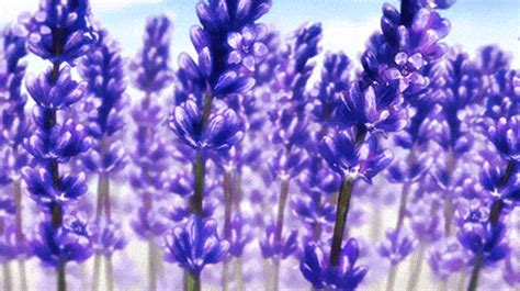 lavender gif