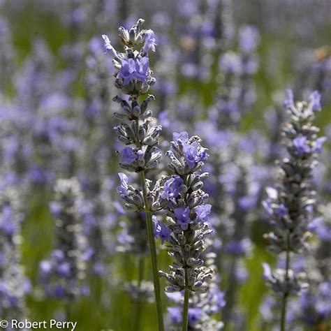 lavender sweet lavender Doc