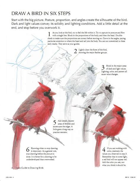 laws guide to drawing birds PDF