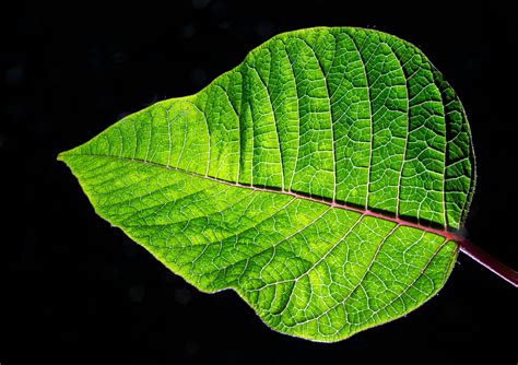 leaf & bud