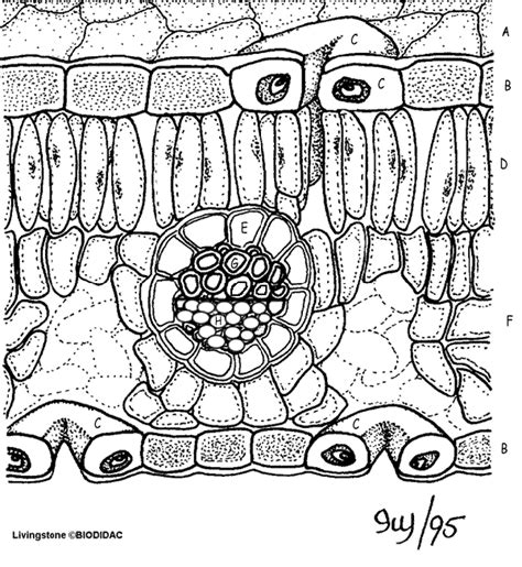 leaf anatomy coloring diagram pdf Reader