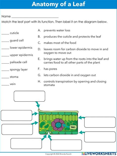 leaf anatomy lab answers Epub