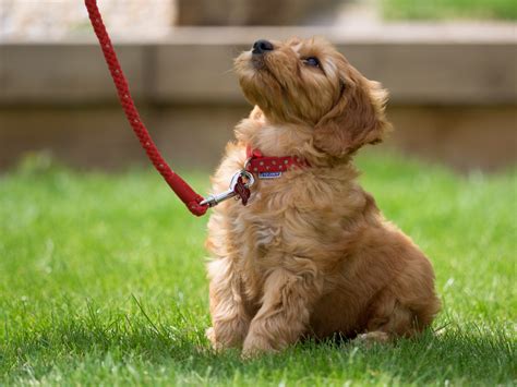 leash training a dog