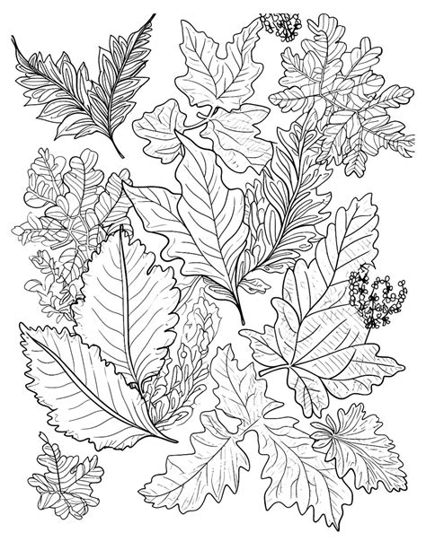 leaves designs for coloring PDF