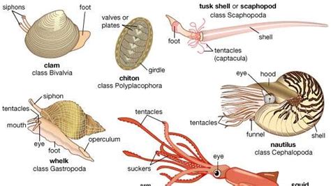 lectures mollusca shell fish their allies Epub