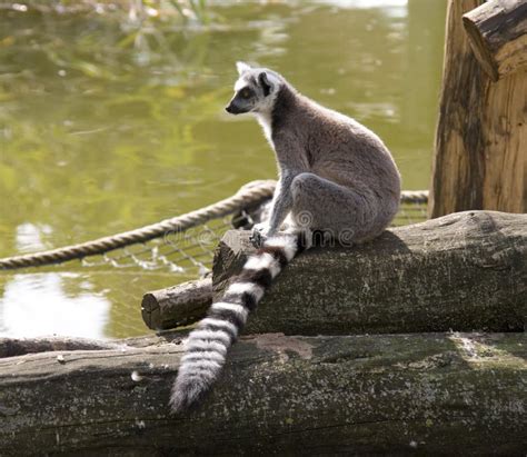 lemur cat