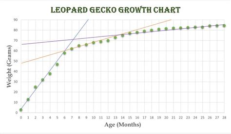 Leopard Gecko Growth Chart