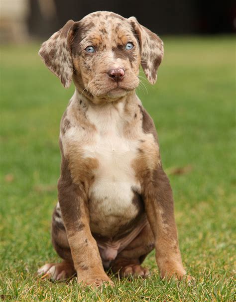 leopard hound