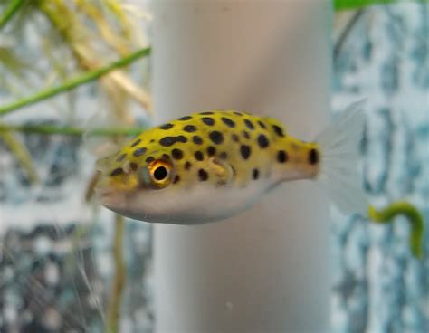 leopard puffer food