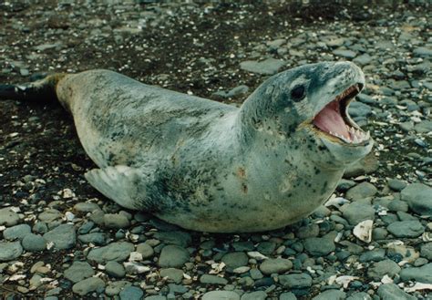 leopard seals animal predators Doc