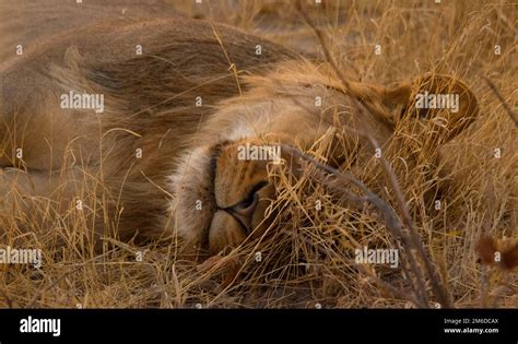 let sleeping lions lie Doc