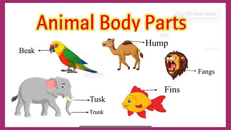 lets look at animal bottoms looking at animal parts Doc