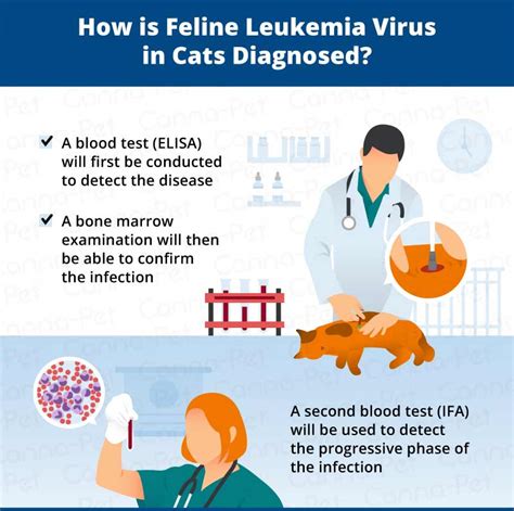 leukemia in cats cure