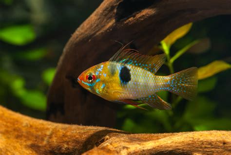 levendbarende vissen in het aquarium hun verzorging en kweek Reader