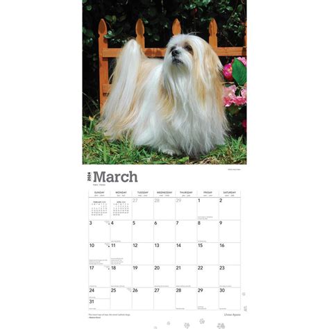 lhasa apsos calendar Reader