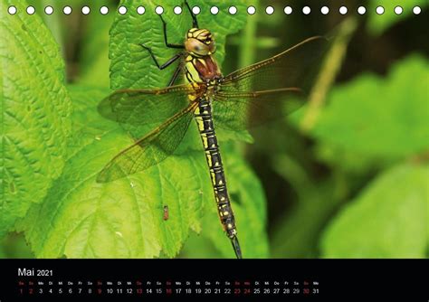 libellen neuseelands tischkalender 2016 quer PDF