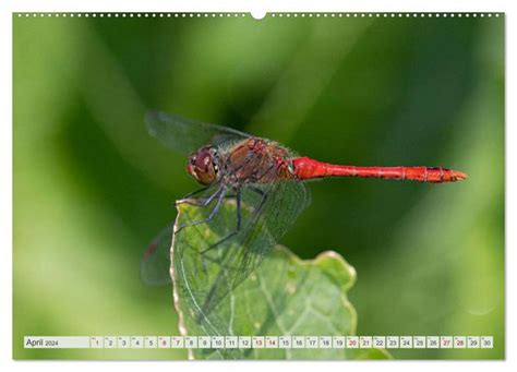 libellen neuseelands wandkalender 2016 quer Epub