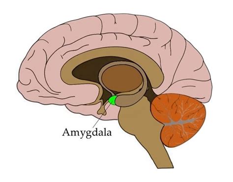 library of amygdaloid nuclear complex anatomic amygdala Doc