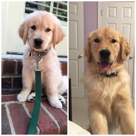 library of your golden retriever puppy month Doc