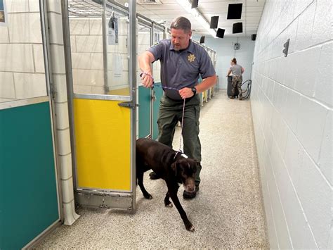 licking county dog shelter