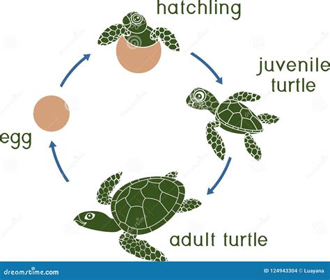 life cycle of a turtle diagram pdf PDF