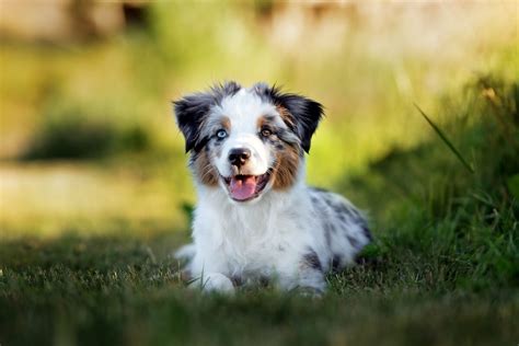 life expectancy of australian shepherd