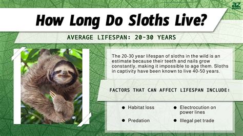 life expectancy of sloths