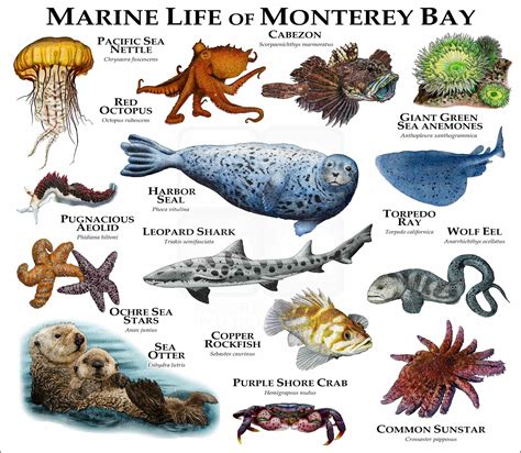 life on the rocks 12 common creatures on the pacific rocky coast a guide for kids Doc