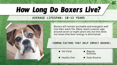 lifespan for a boxer