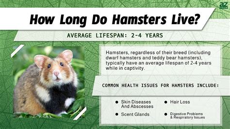 lifespan of a hamster