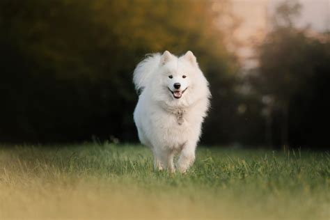 lifespan of a samoyed dog