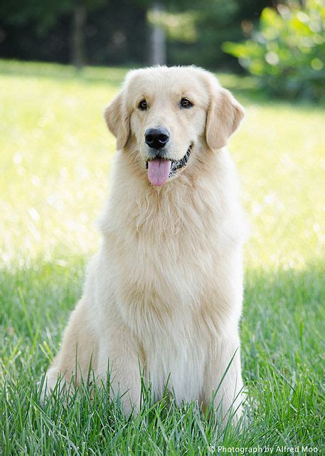 light golden retriever